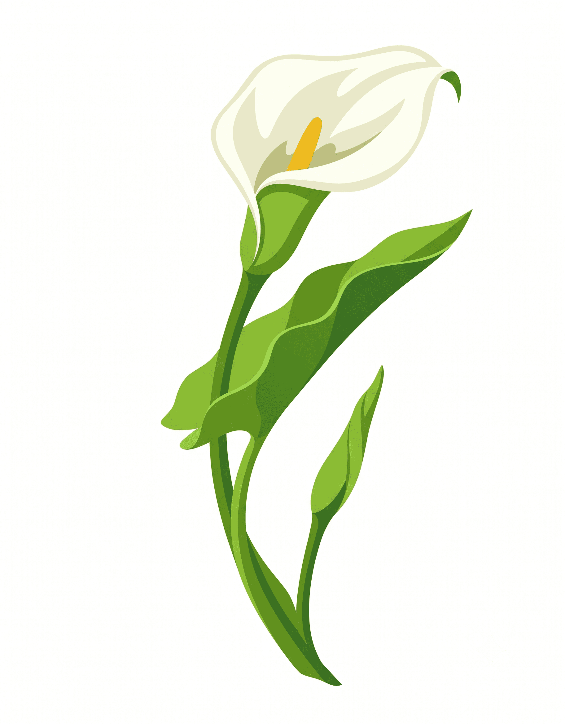Original Calla Lily photo