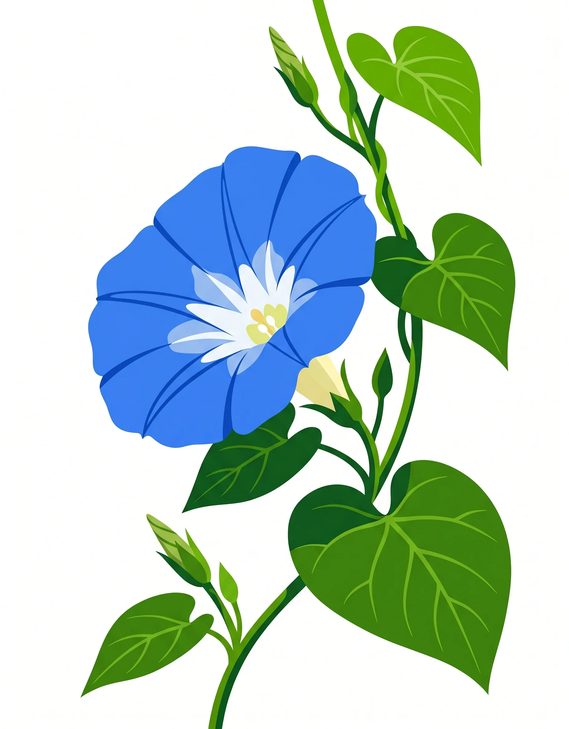 Original Morning Glory photo