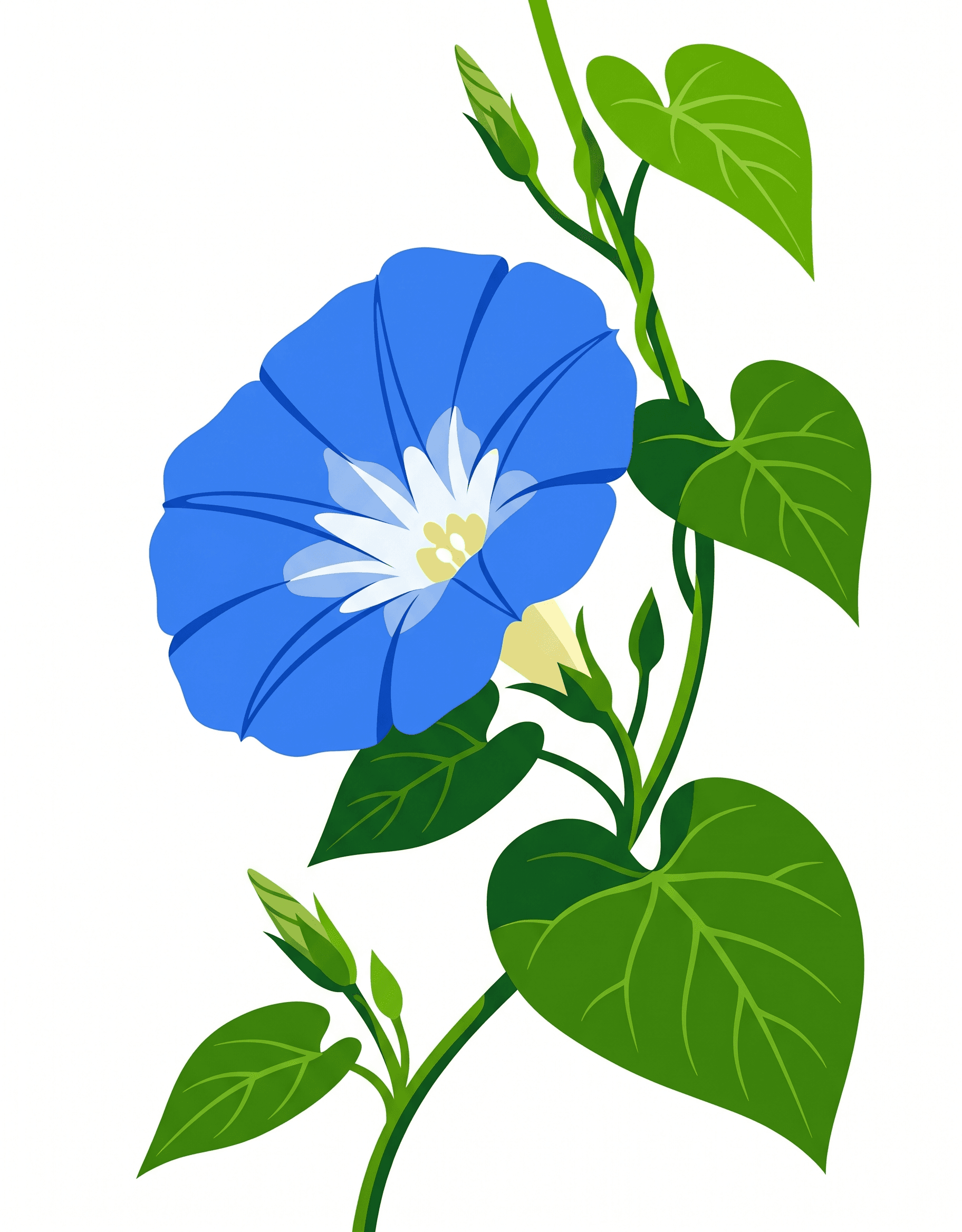 Original Morning Glory photo